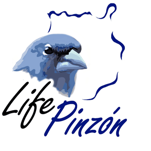 life pinzon